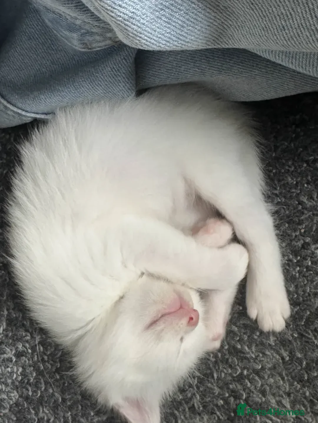 Mixed Breed cats for sale: Adorable Kittenss Ready For Reservation - Image 5
