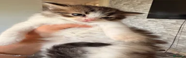 Mixed Breed Kitten 4
