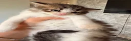 Mixed Breed cats for sale: Turkish Angora x Ragdoll kittens for Sale!! - Advert 7