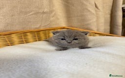 British Shorthair cats for sale: British shorthair kittens  - Image 6