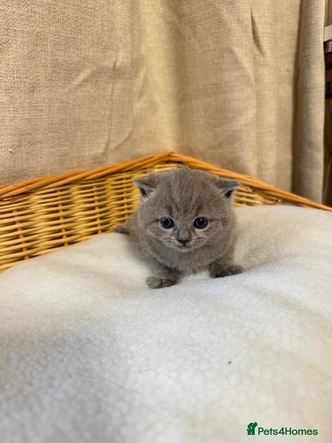 British Shorthair cats for sale: British shorthair kittens  - Image 6