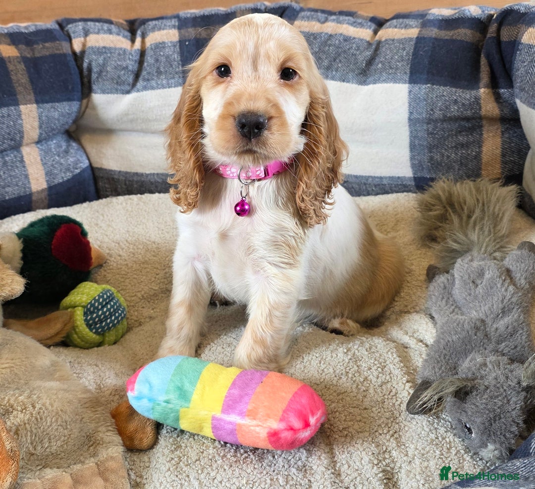Cocker Spaniel dogs for sale: Show Type Cocker Spaniels - Image 5