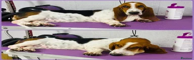 Basset Hound 1