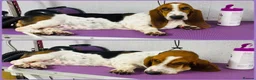 Basset Hound dogs for sale: Basset hound female  - Advert 3