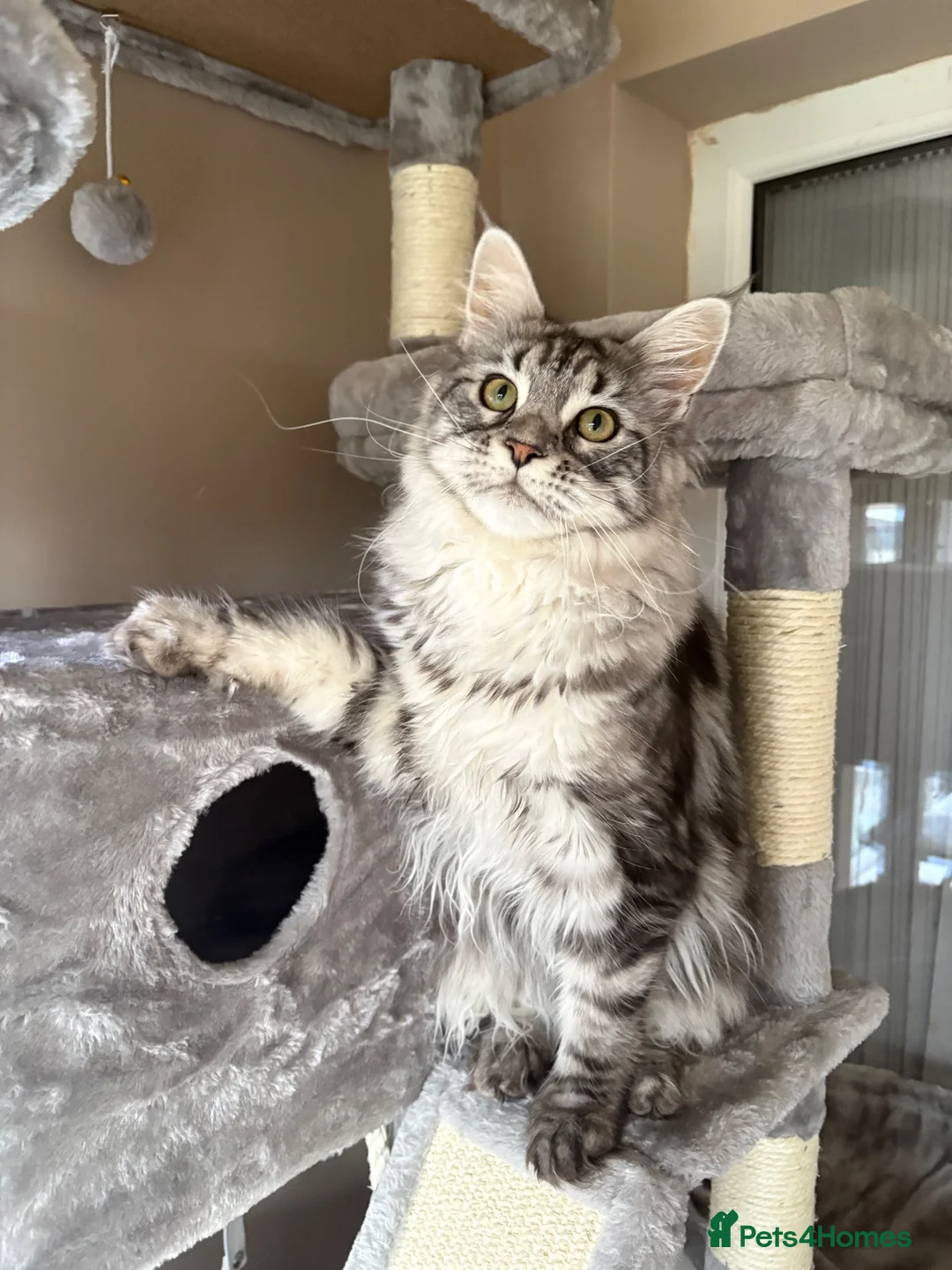 Maine Coon cats for sale: Beautiful Maine Coons - Advert 2