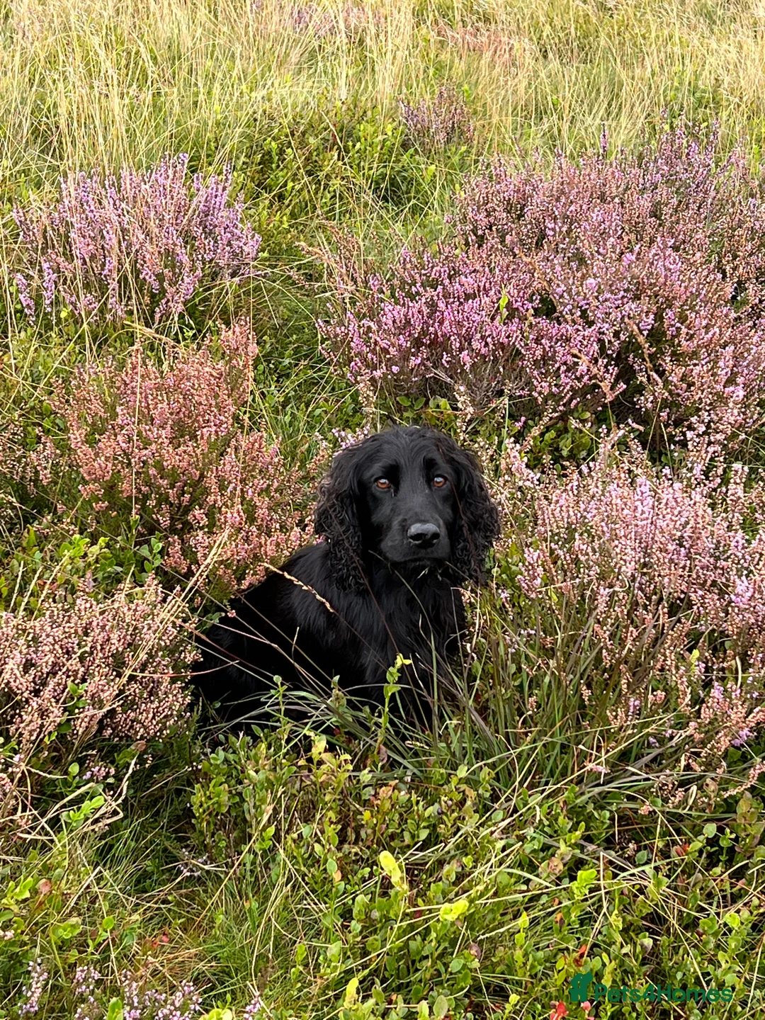 Cocker Spaniel dogs for stud: Fully health tested cocker stud dog in Preston - Advert 5