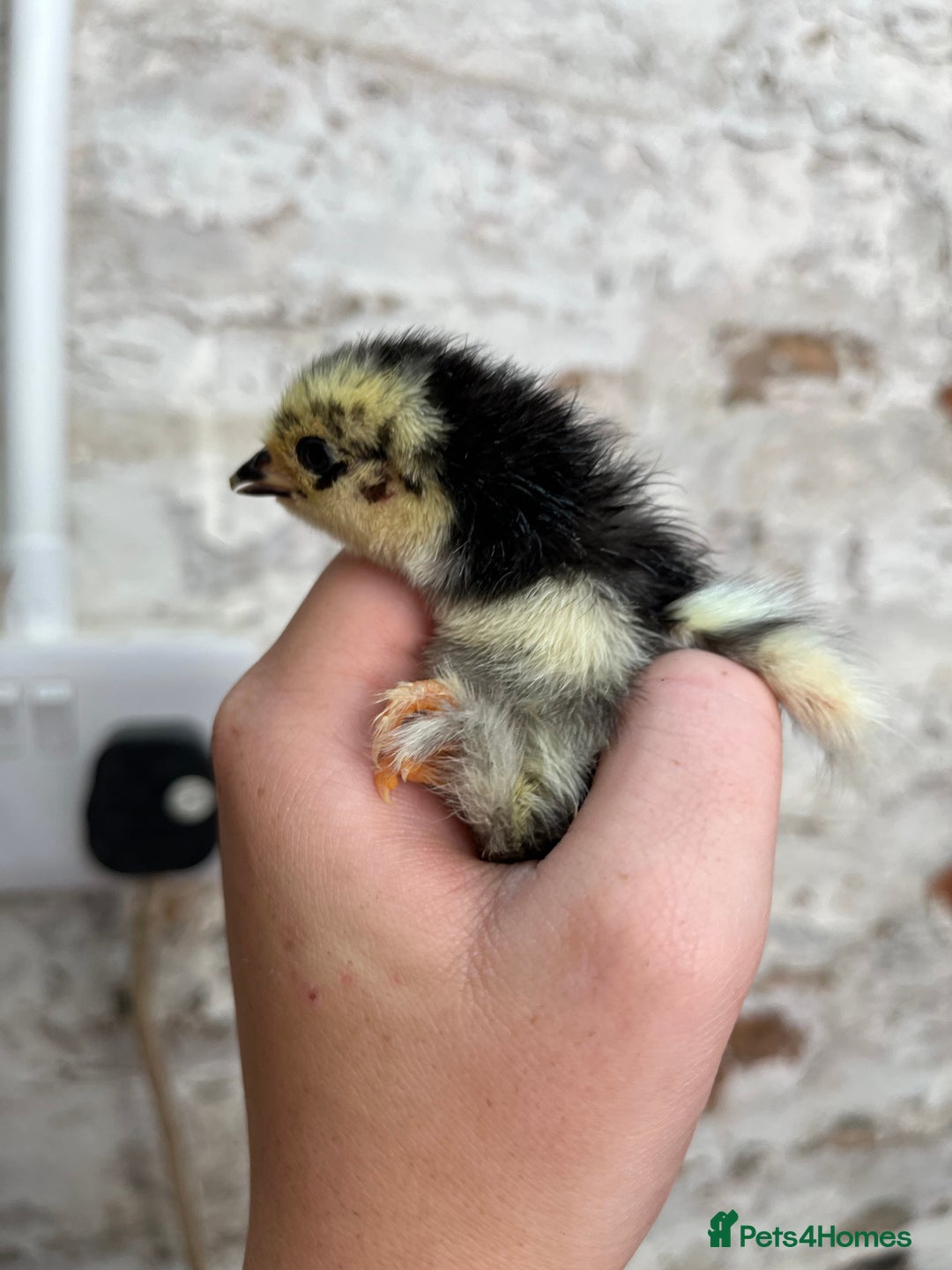 Chickens poultry for sale: Pekin bantam chicks  - Image 4