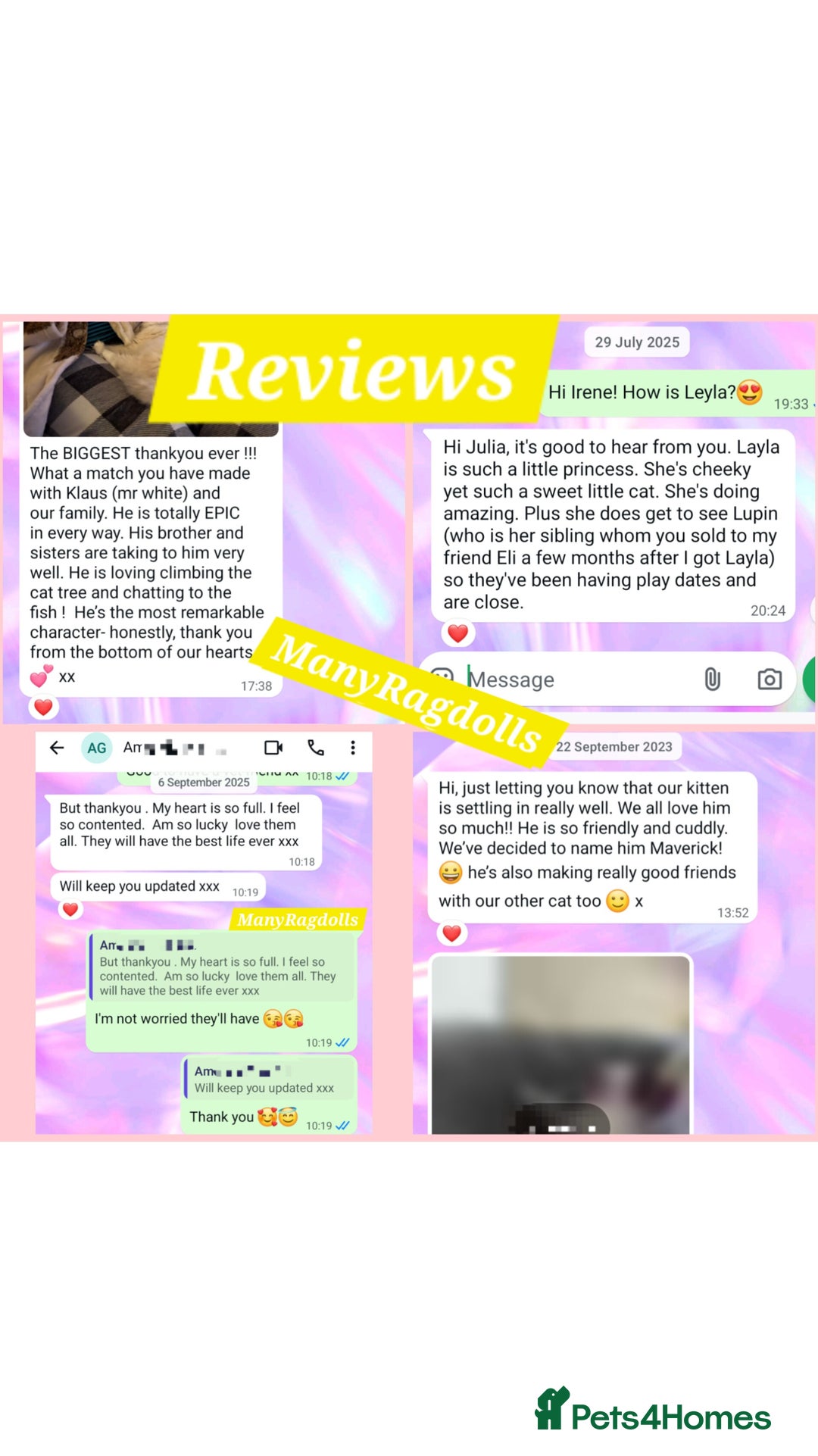 Ragdoll cats for sale: Ragdoll kitten Bluepoint beautiful  - Advert 10