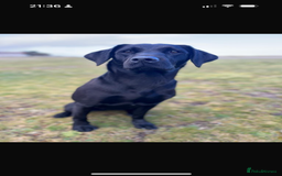 Labrador Retriever dogs for sale: Gorgeous black dog remaining from litter  - Image 4
