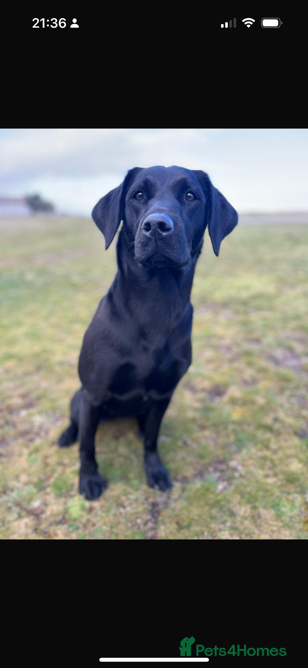 Labrador Retriever dogs for sale: Gorgeous black dog remaining from litter  - Image 4
