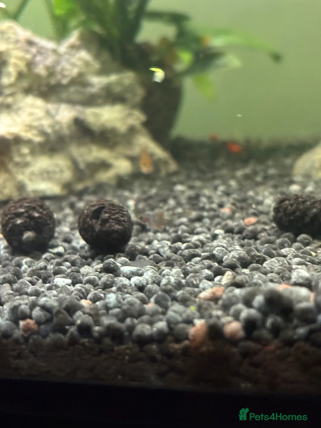 Other/Mixed Breed fish for sale: Unique Beautiful livebearers  - Advert 3