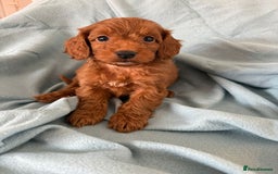 Cockapoo dogs for sale: Beautiful fox red cockapoo - Image 25