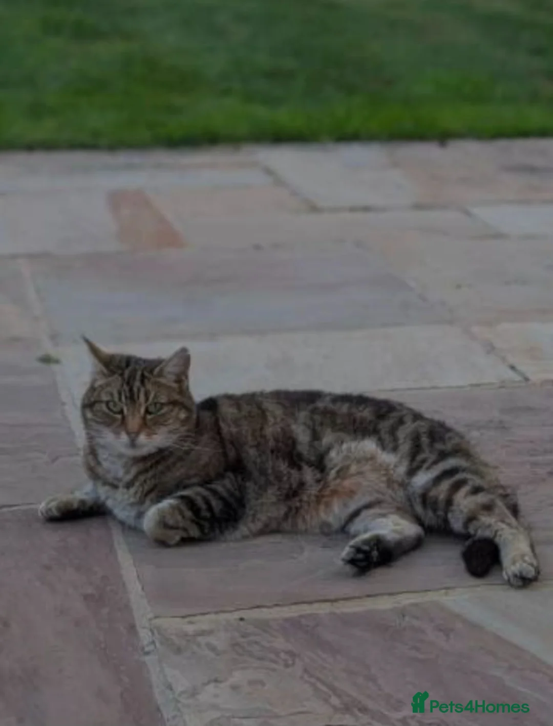 Domestic Shorthair cats for sale: Tabby Cat for sale - Advert 2