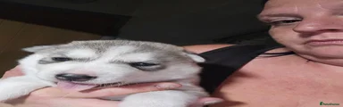Siberian Husky 2