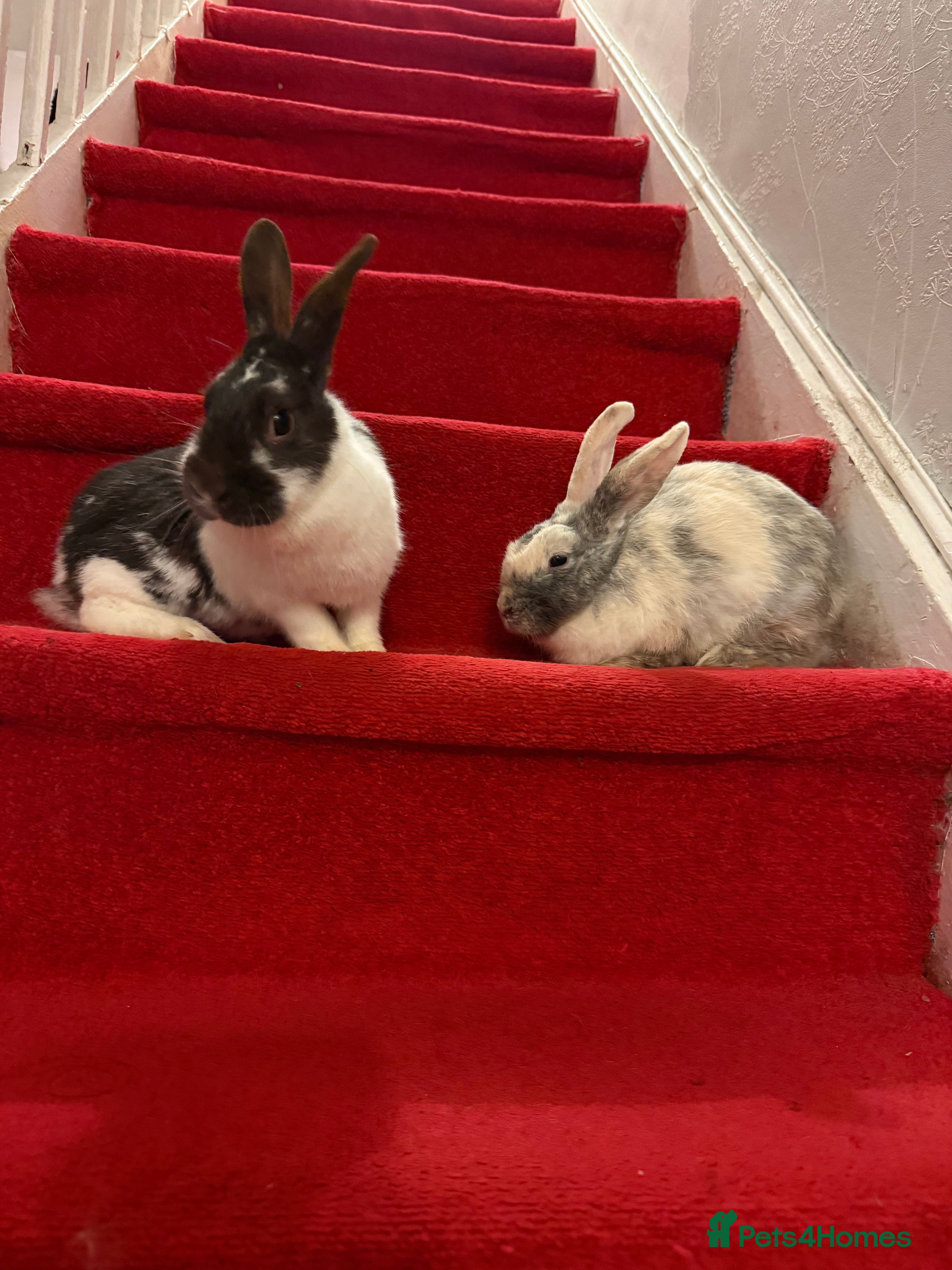 Mixed Breed rabbits Rabbit  - Advert 1