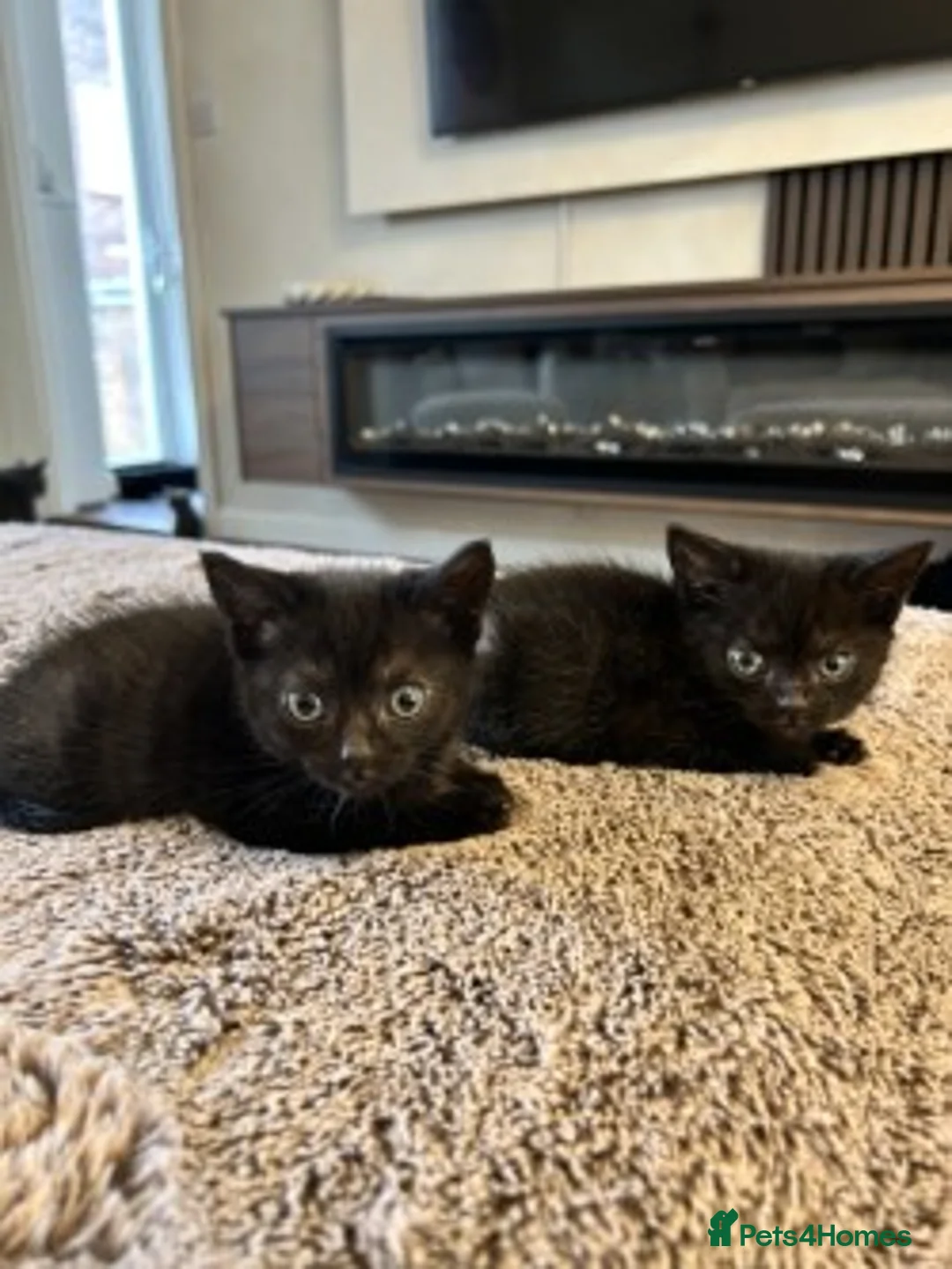 Mixed Breed cats for sale: Gorgeous Kittens Ready for Their New Homes - Advert 8