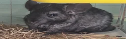 Chinchilla rodents for sale: Chinchilla Triplets  - Advert 6