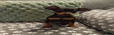 Miniature Pinscher Puppy 1