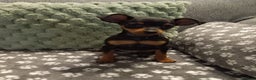 Miniature Pinscher dogs for sale: KC Reg Mini Pins, 2 remaining (READY TO LEAVE NOW) - Advert 16