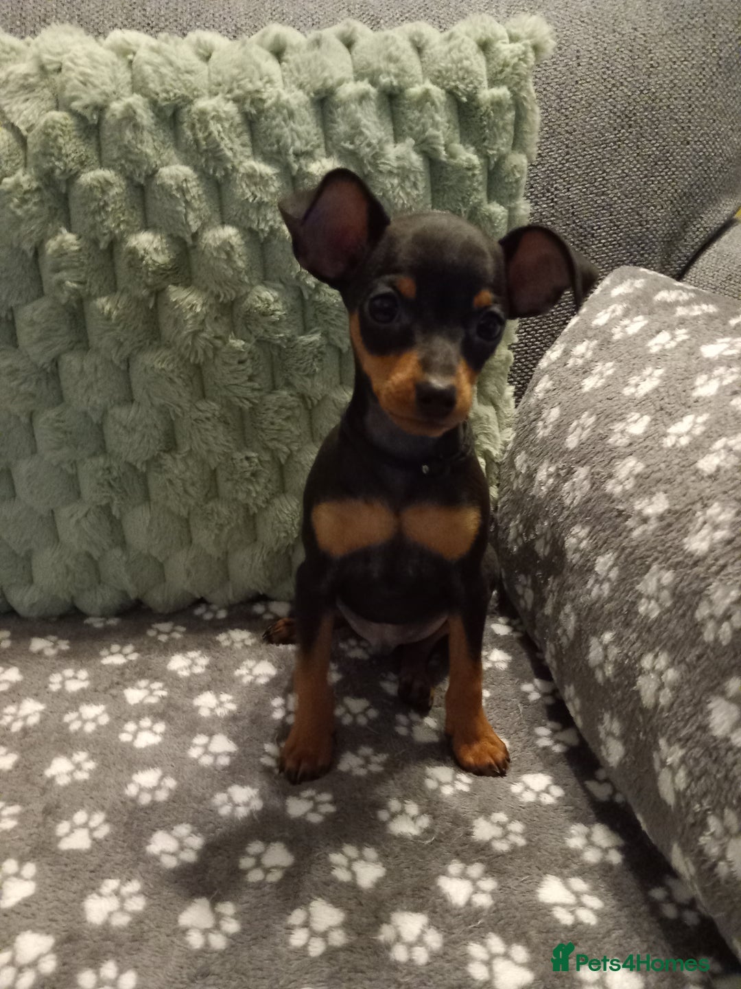 Miniature Pinscher dogs for sale: KC Reg Mini Pins, 2 remaining (READY TO LEAVE NOW) - Advert 16