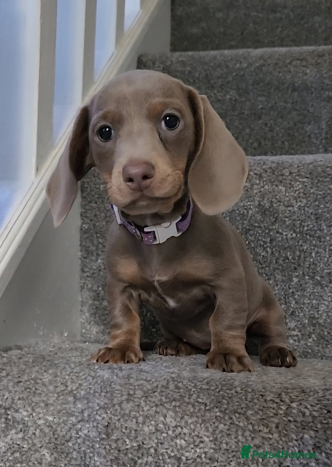 Miniature Dachshund dogs for sale: 🩷1 PETITE BABY LEFT💜READY TODAY HAD BOTH JABS 🩷 in Chorley - Image 9
