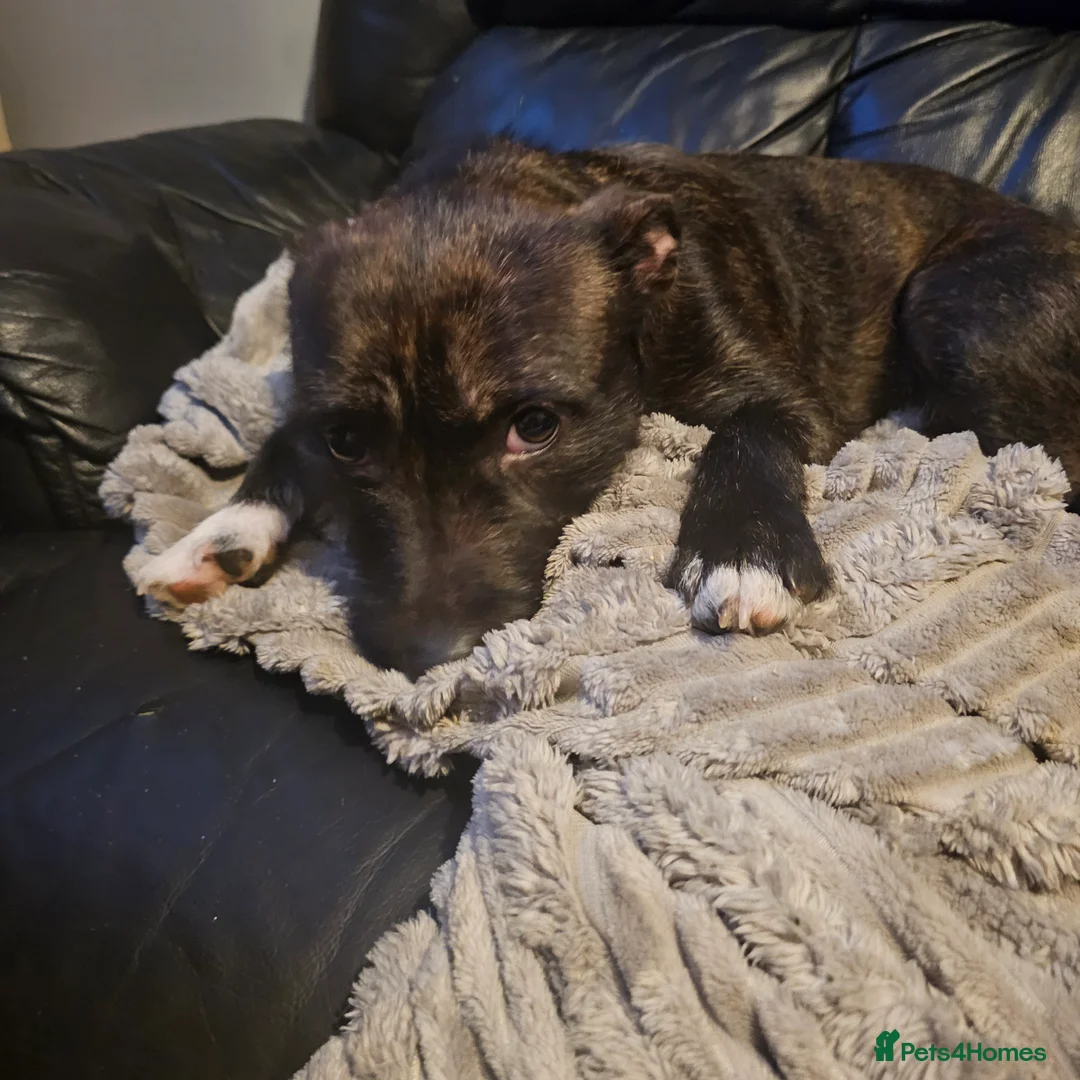 Mixed Breed dogs for sale: Beautiful Luna - Advert 2