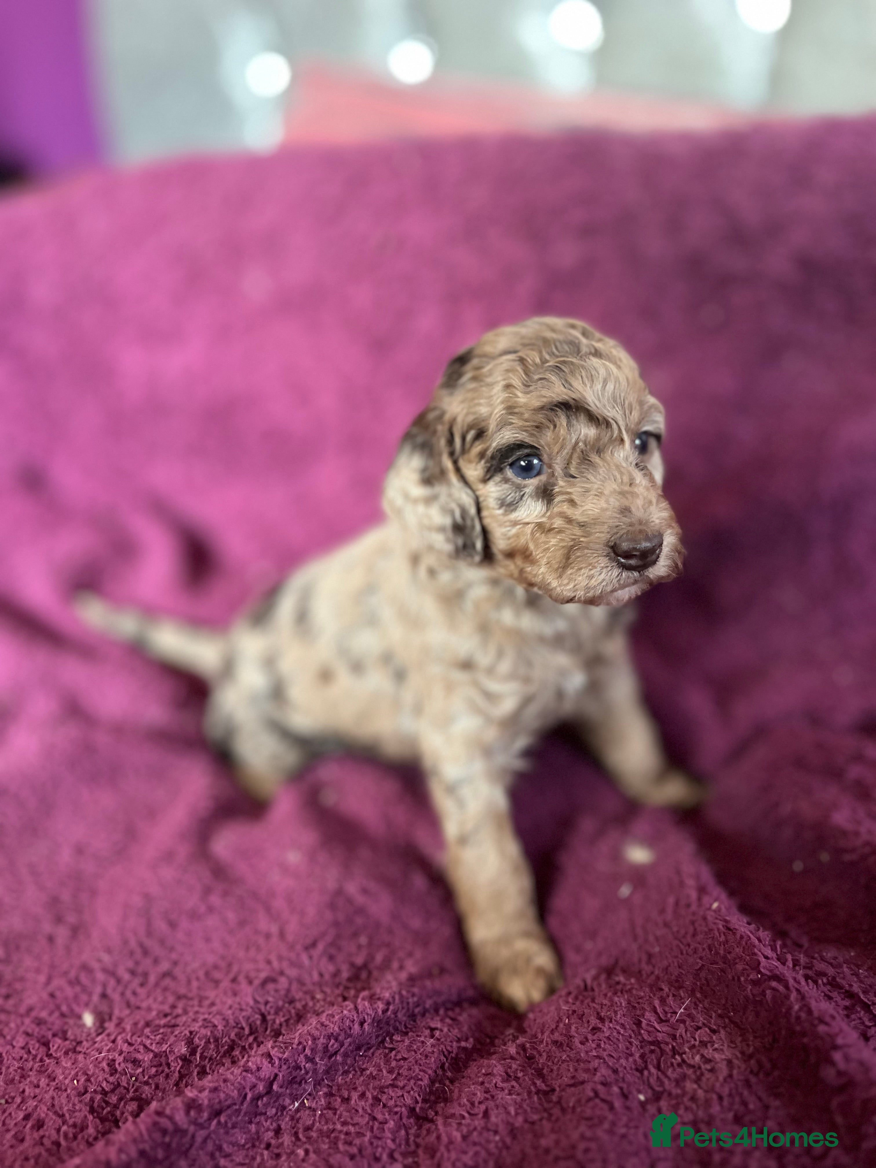 Cockapoo dogs Beautiful Merle cockapoo puppies  - Advert 2