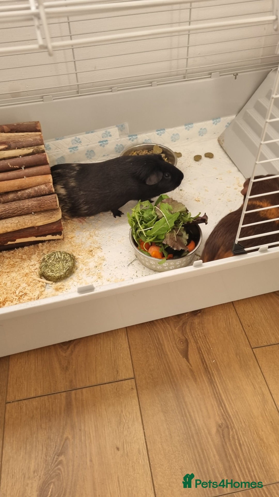 Guinea Pig rodents for sale: Two male guinea pigs for sale - Advert 2