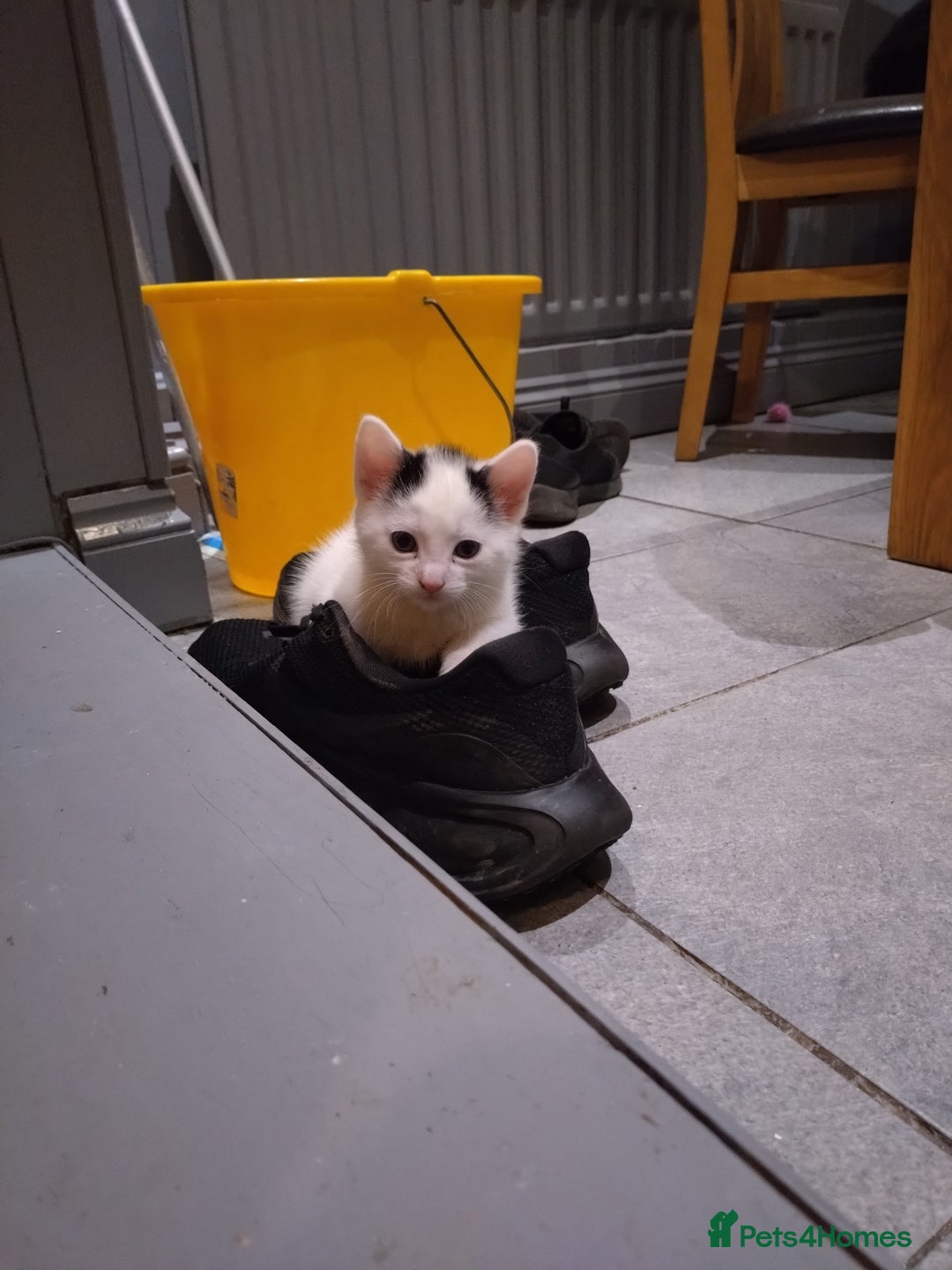 British Shorthair cats for sale: Kittens for sale  - Advert 2