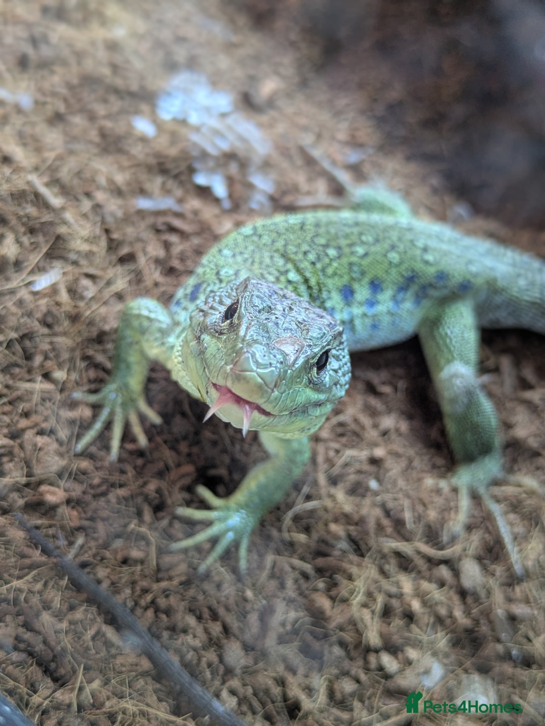 Lizard reptiles for sale: European eyed lizard pair - Advert 1