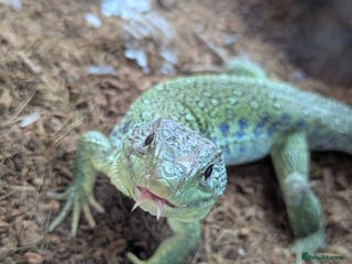 Lizard reptiles European eyed lizard pair - Advert 7