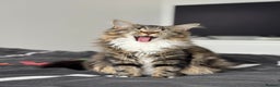 Maine Coon cats for sale: Maine Coon  - Advert 1