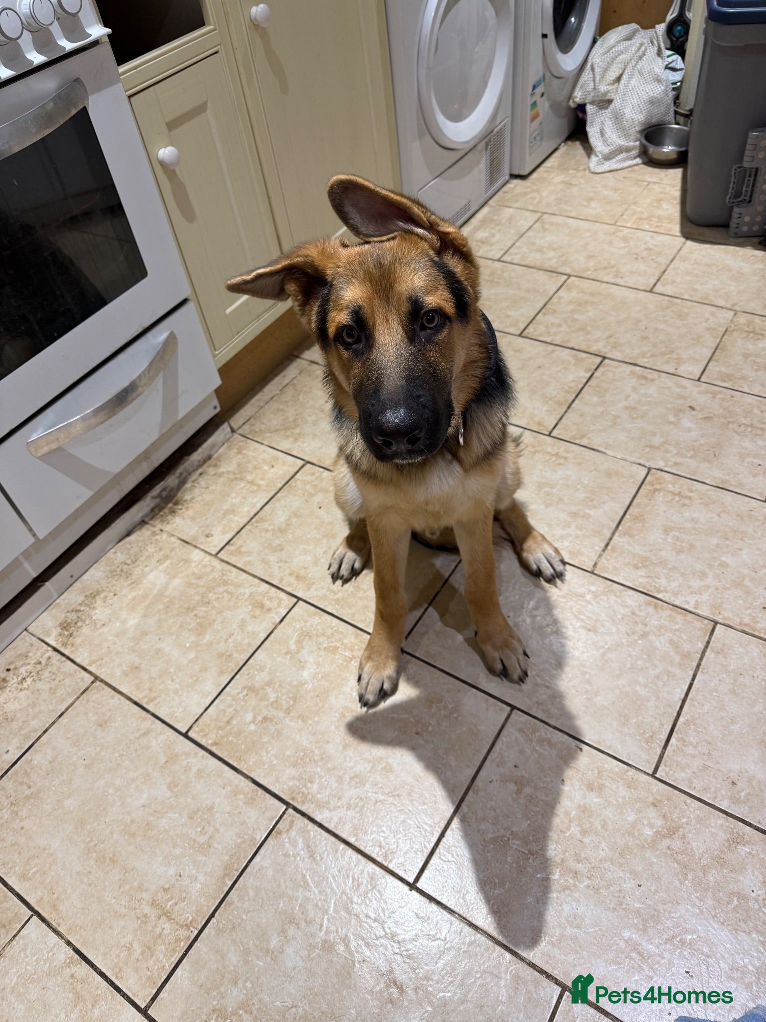 German Shepherd dogs Bear/. Luna(beauty) - Advert 1