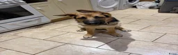 German Shepherd dogs for adoption: Bear/. Luna(beauty) - Advert 1
