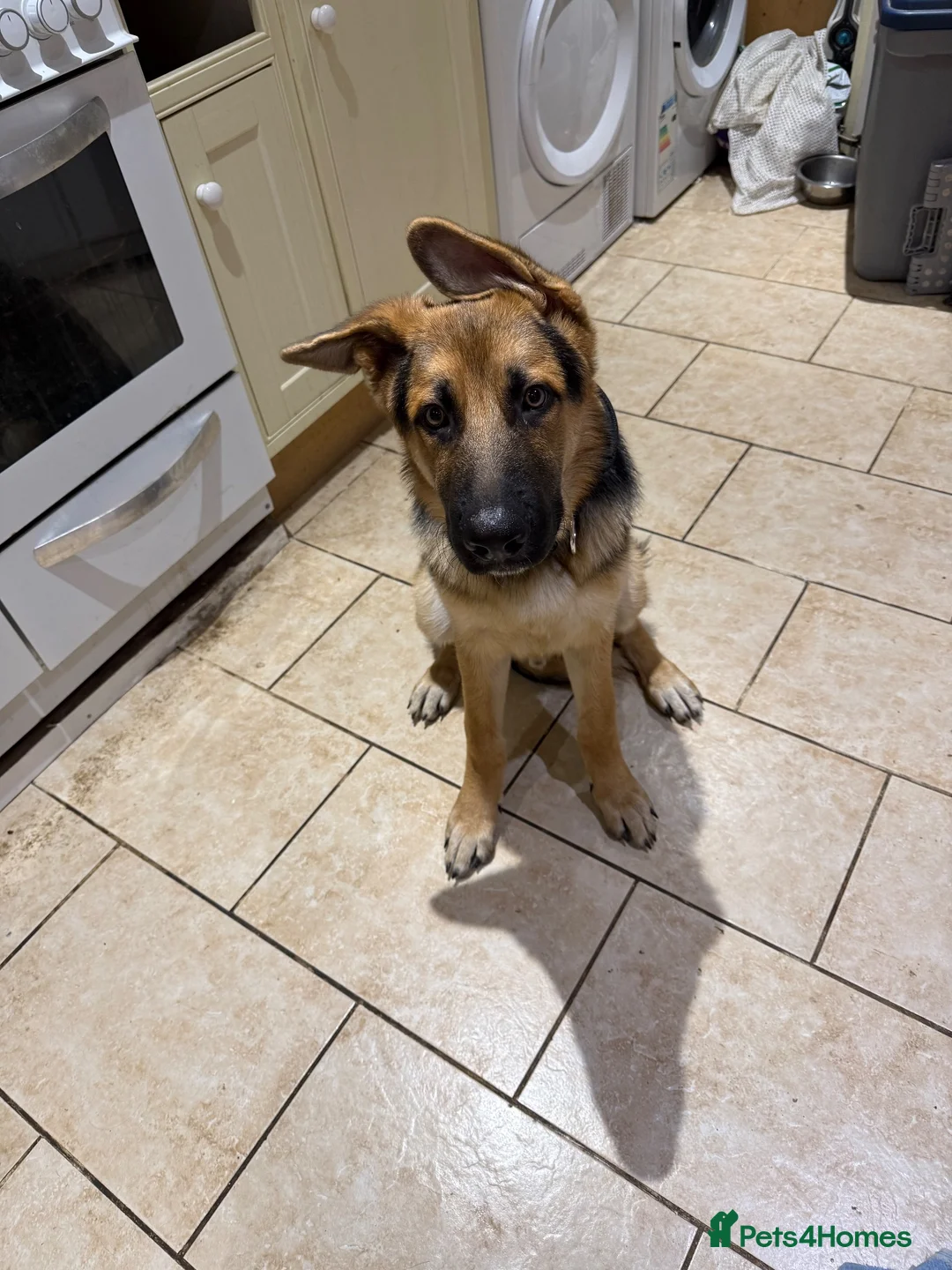 German Shepherd dogs for adoption: Bear/. Luna(beauty) - Advert 1