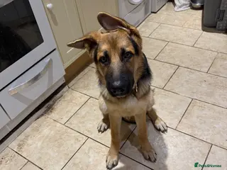 German Shepherd dogs Bear/. Luna(beauty) - Advert 1
