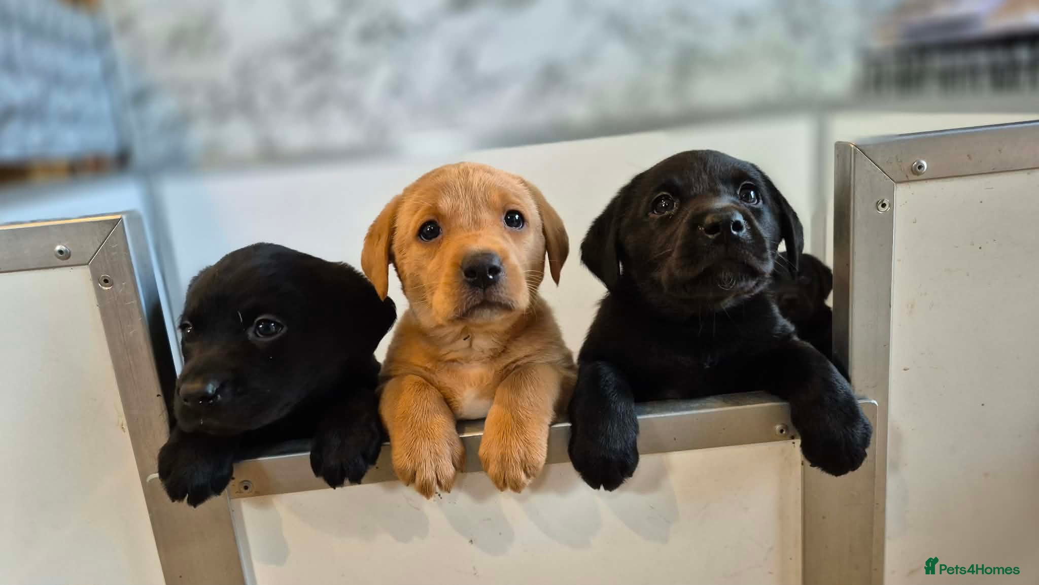 Labrador Retriever dogs KC Registered Working Labrador pups - Advert 1