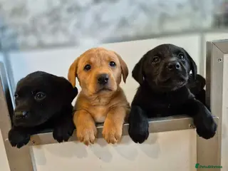 Labrador Retriever dogs KC Registered Working Labrador pups - Advert 1