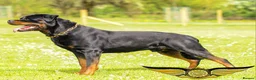 Rottweiler dogs for stud: SUPERB TOP QUALITY KCROTTWEILER FOR STUD **(ACE)** - Advert 10
