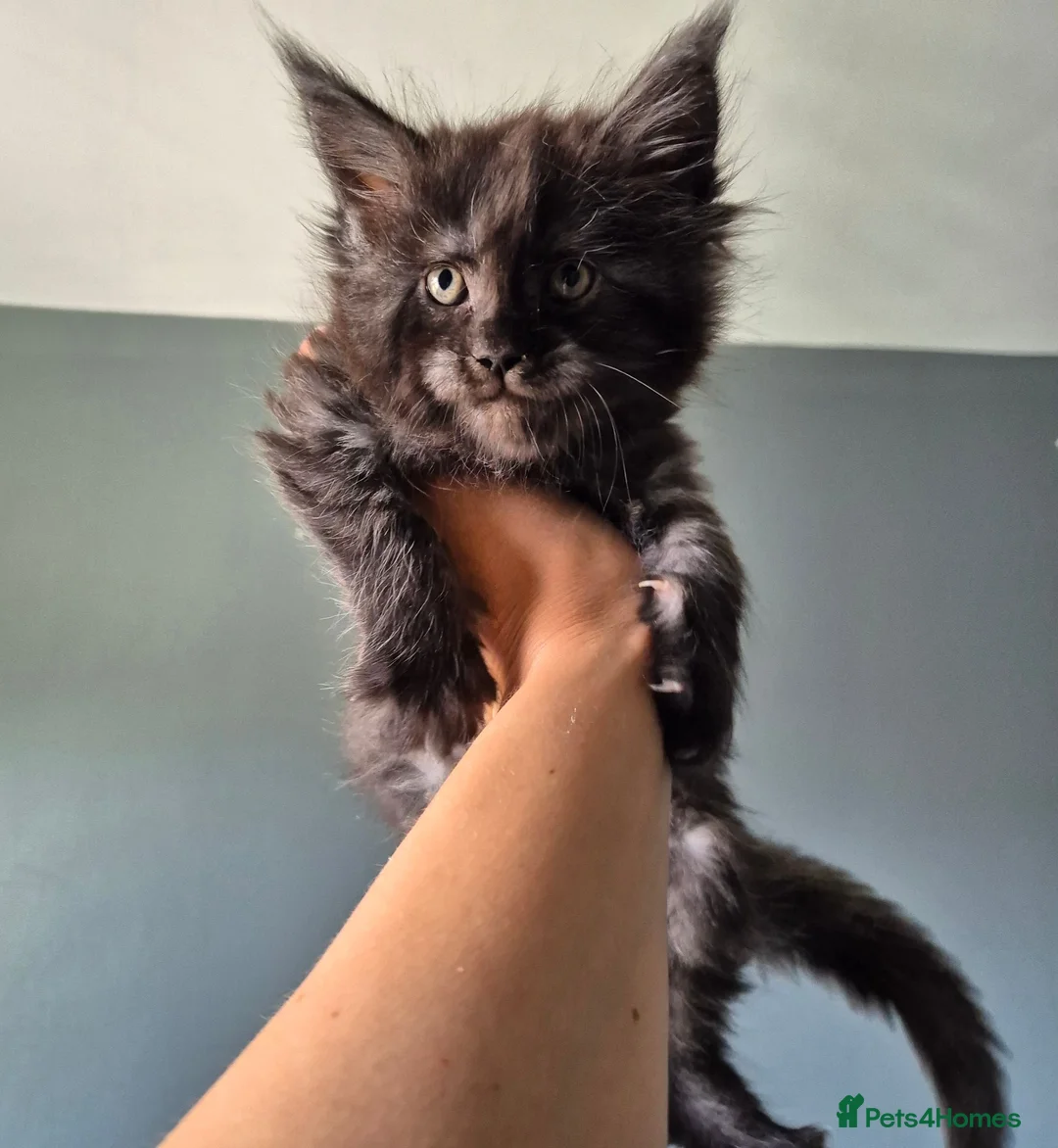 Maine Coon cats for sale: Tica active registered  - Advert 1