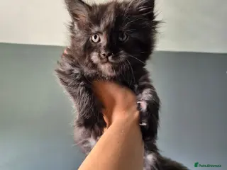 Maine Coon cats Tica active registered - Advert 5