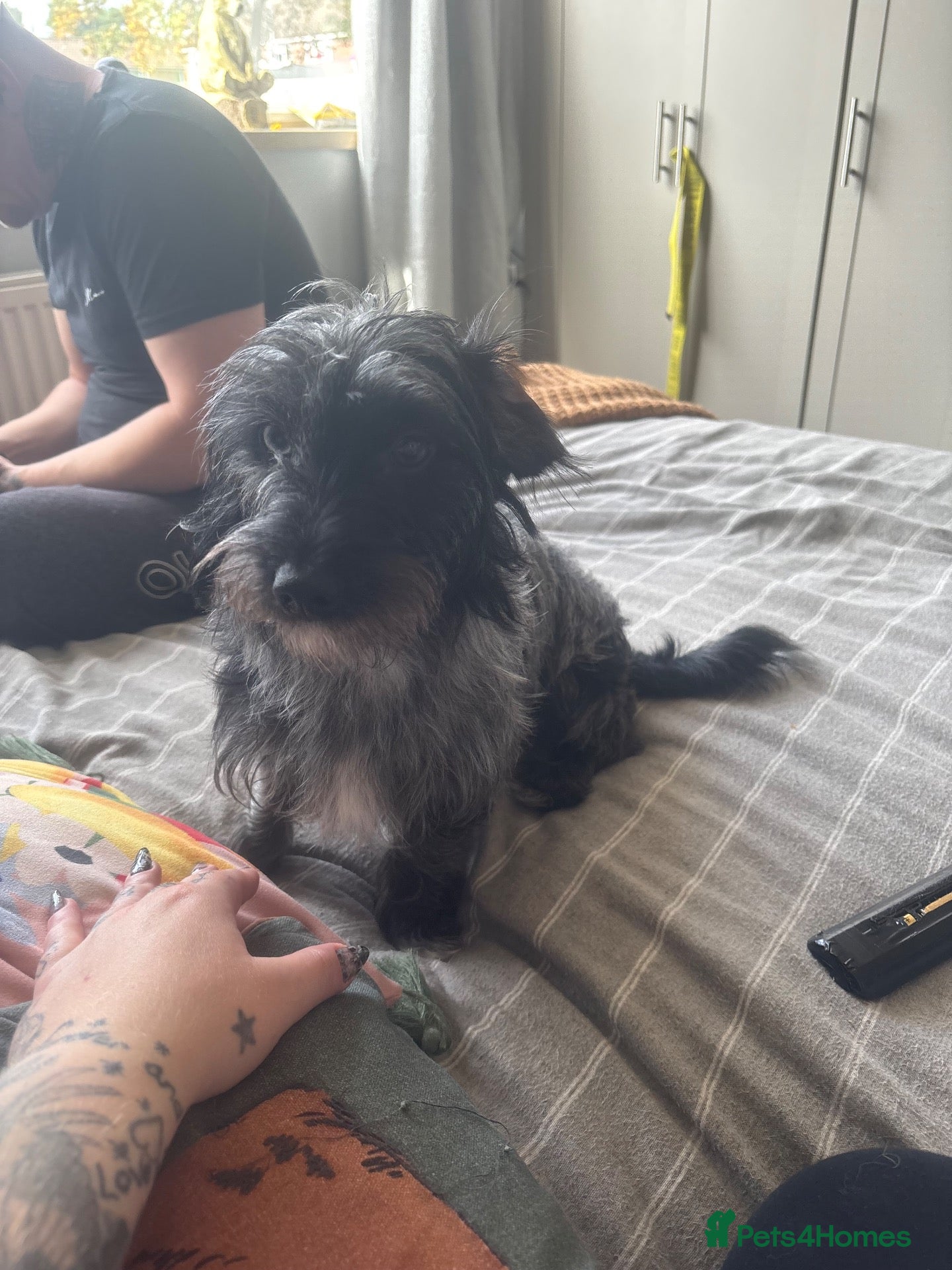Mixed Breed dogs Doxiepoos - Advert 1