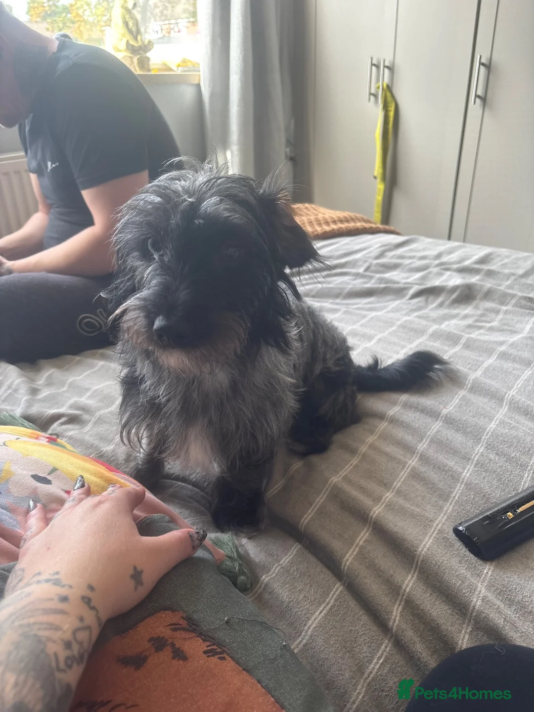Mixed Breed dogs for sale: Doxiepoos in Thetford - Advert 1