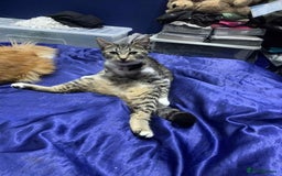European cats for sale: 6 beautiful kitten - Image 7