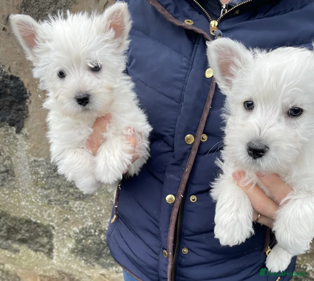 West Highland Terrier dogs for sale: WEST HIGHLAND TERRIER PUPPIES - Advert 1