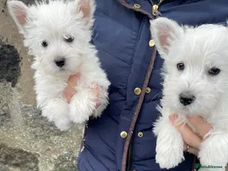 West Highland Terrier dogs WEST HIGHLAND TERRIER PUPPIES - Advert 1