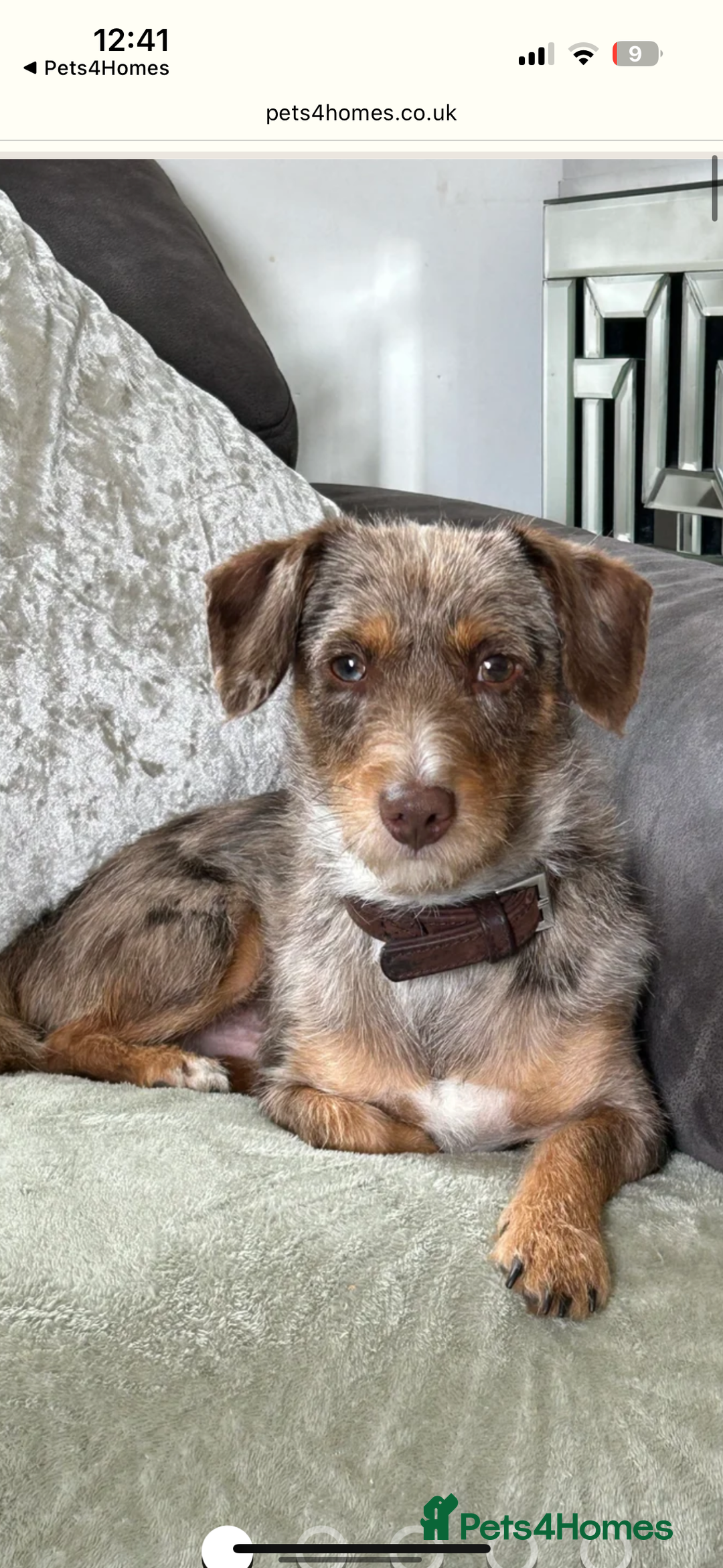 Jack Russell dogs for sale: Stunning Jack Russell’s ready in 2 weeks  - Image 11