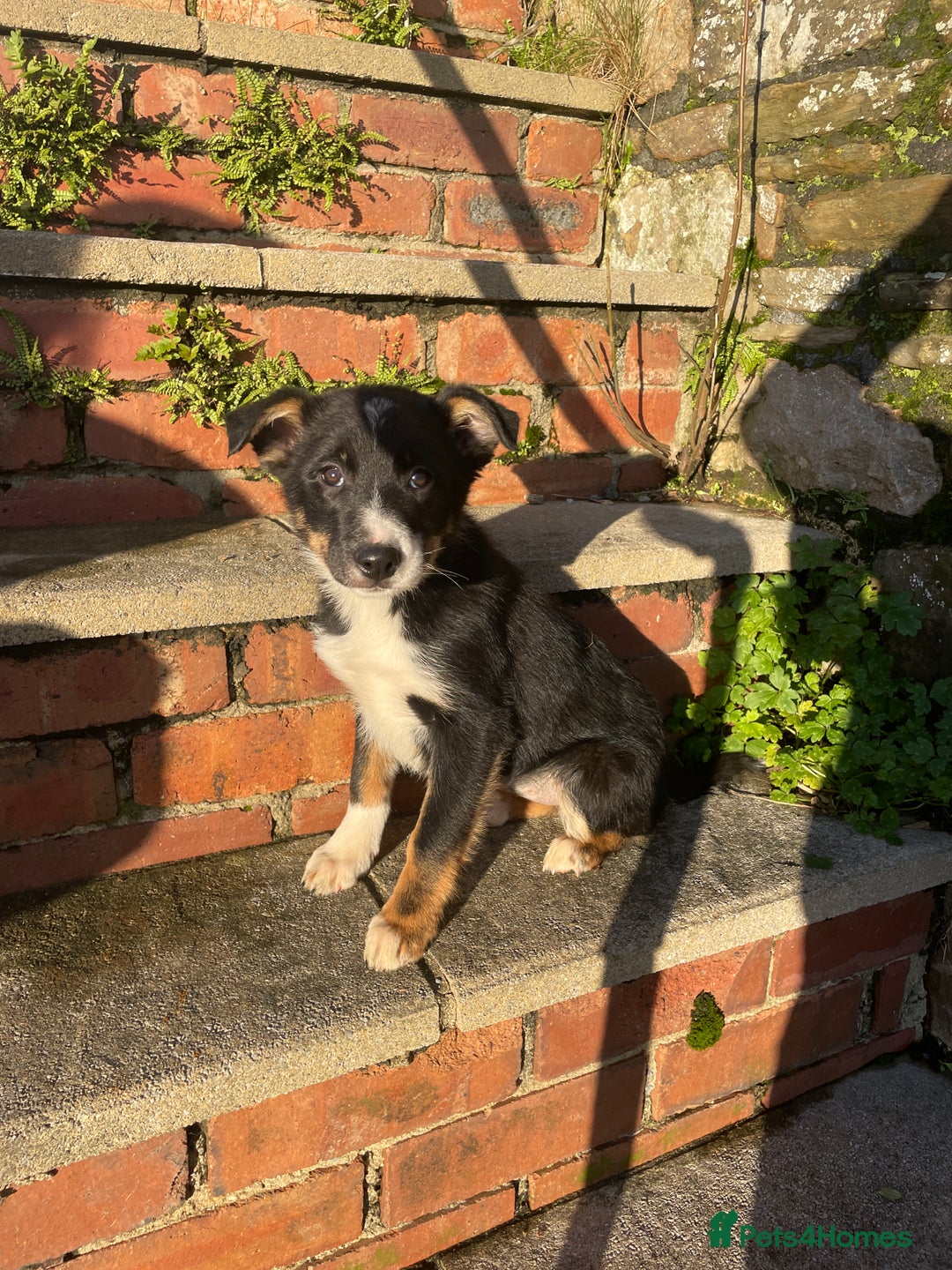 Border Collie dogs for sale: 3 Beautiful Sheepdog Puppies - Advert 7