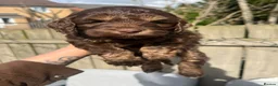 Cockapoo dogs for sale: ** 2 stunning Healthy F1 Cockapoos ** - Advert 8