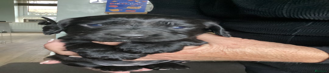 Cocker Spaniel Puppy 1